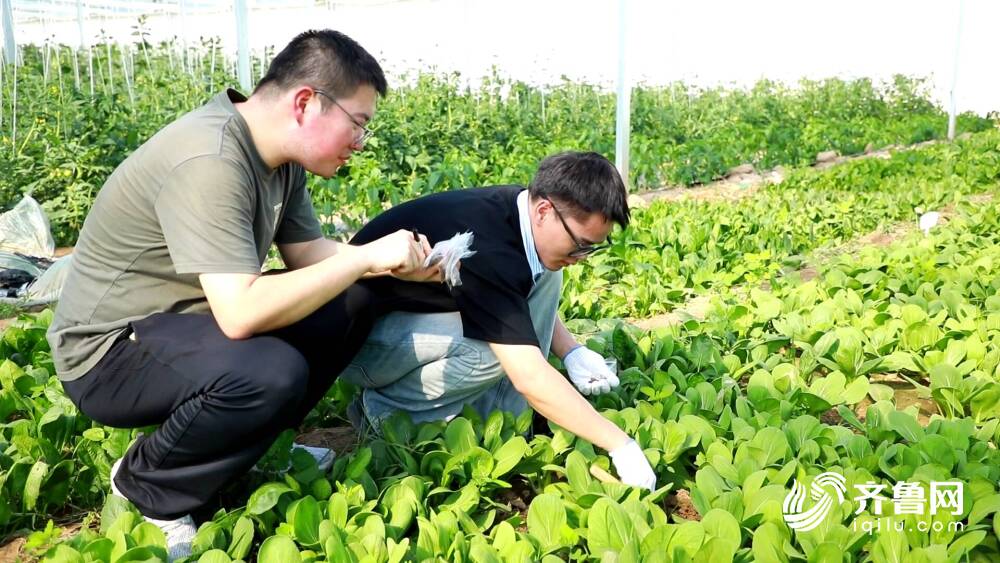 3377体育app聊城许营西瓜玩起“聪慧农业”！氢水浇灌＋智能栽种老种类长出新把